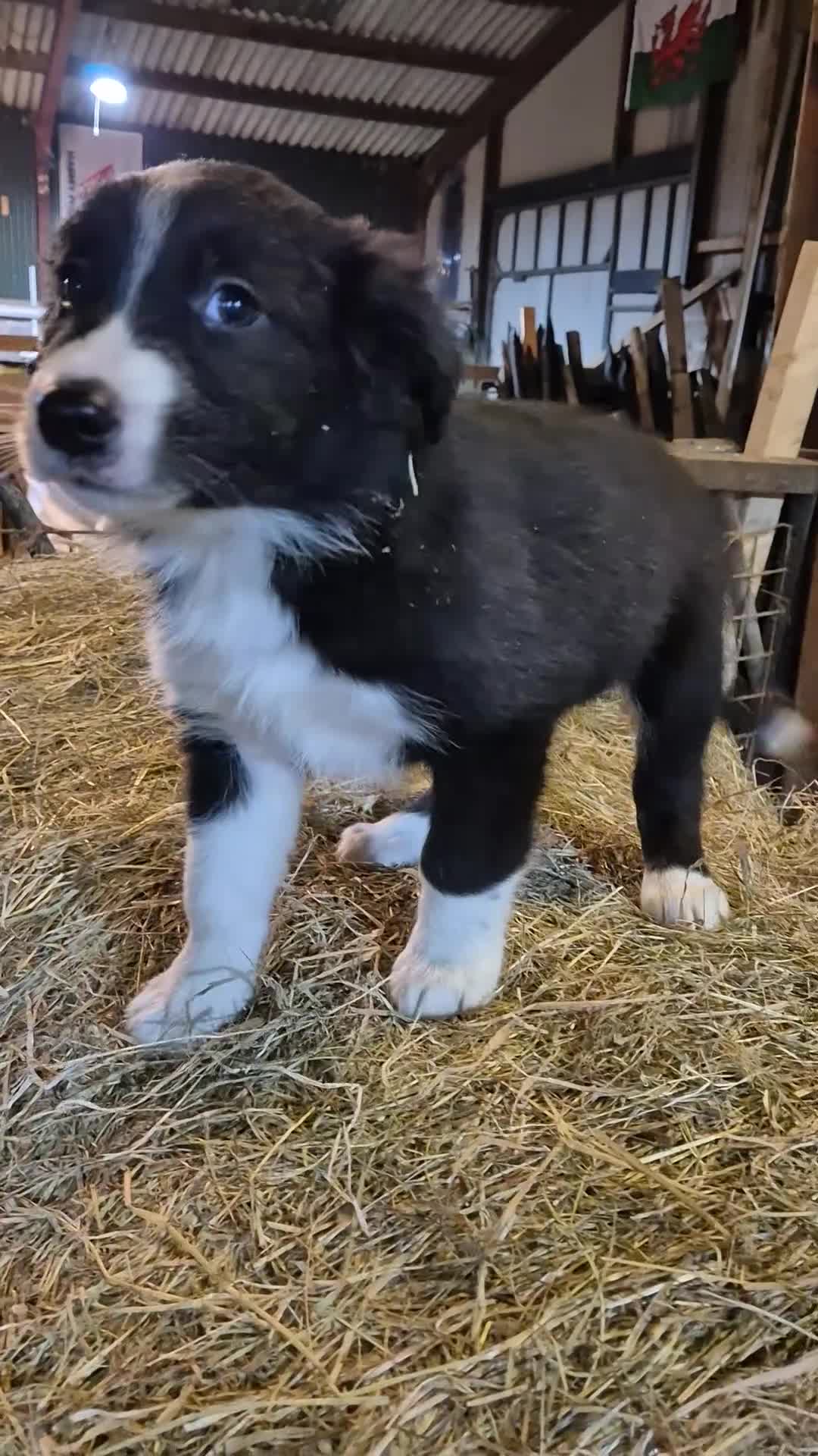 Border Collie dogs for sale: Border Collie Pups - Video 1