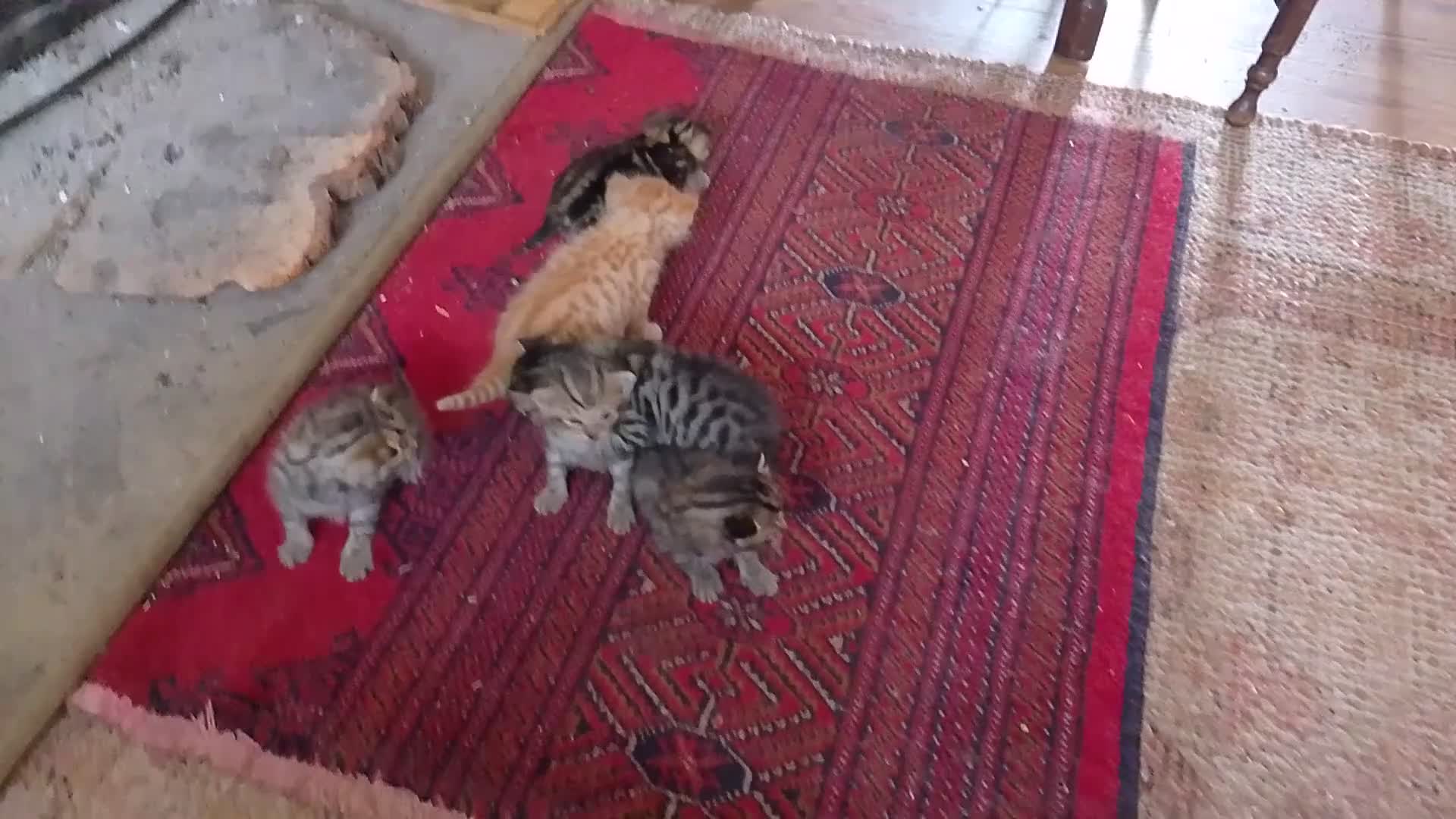 Mixed Breed cats for sale: Cat short hair british - Video 1