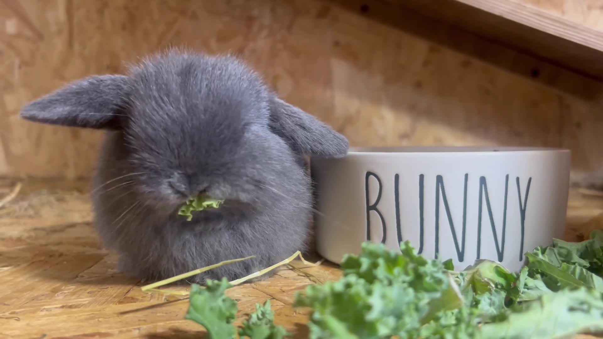 Mini Lop rabbits for sale: Beautiful baby  mini lops bunny’s  in Taunton - Video 2