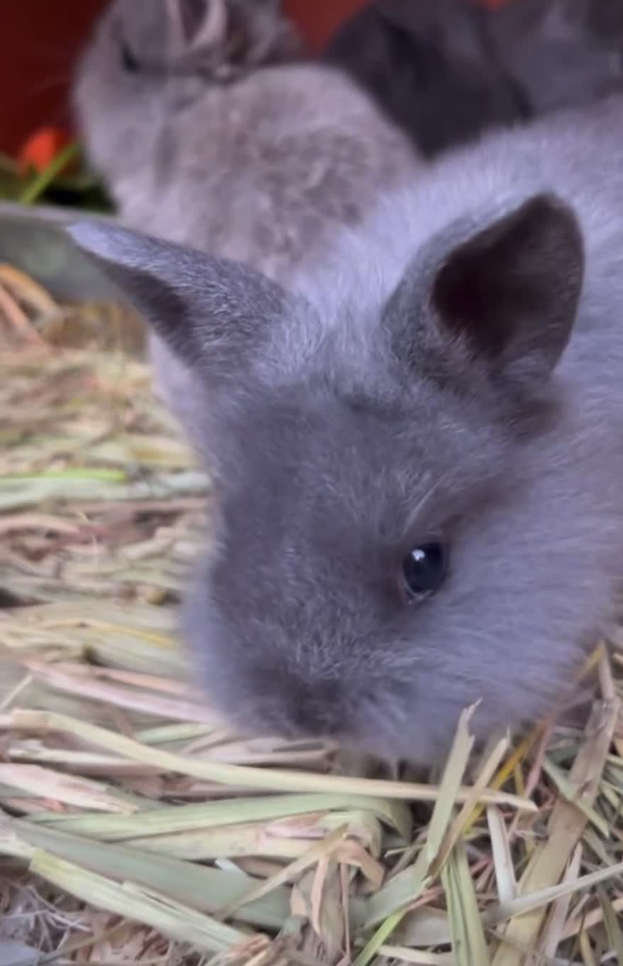 Lionhead rabbits for sale: Adorable lion head in Dukinfield - Video 2