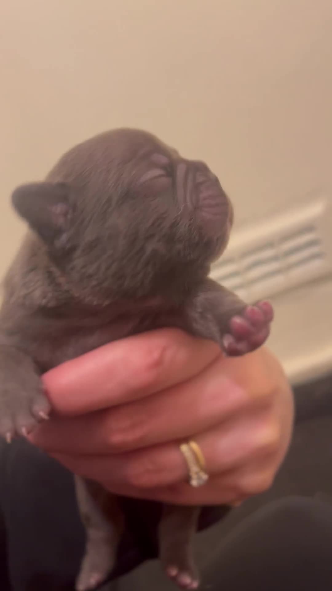 French Bulldog dogs for sale: Beautiful frenchies for sale  - Video 4