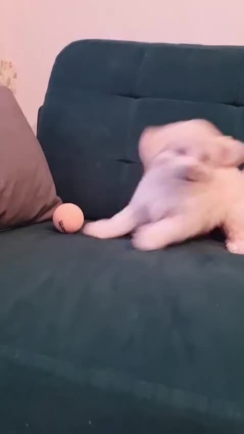 Maltipoo dogs for sale: Gorgeous maltipoo puppy  - Video 2