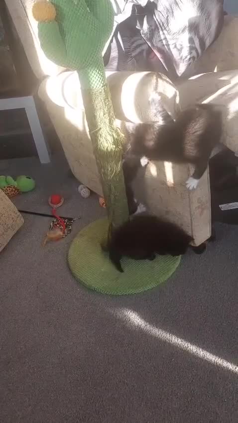 Maine Coon cats for sale: 5 Maincoon cross domestic kittens - Video 1