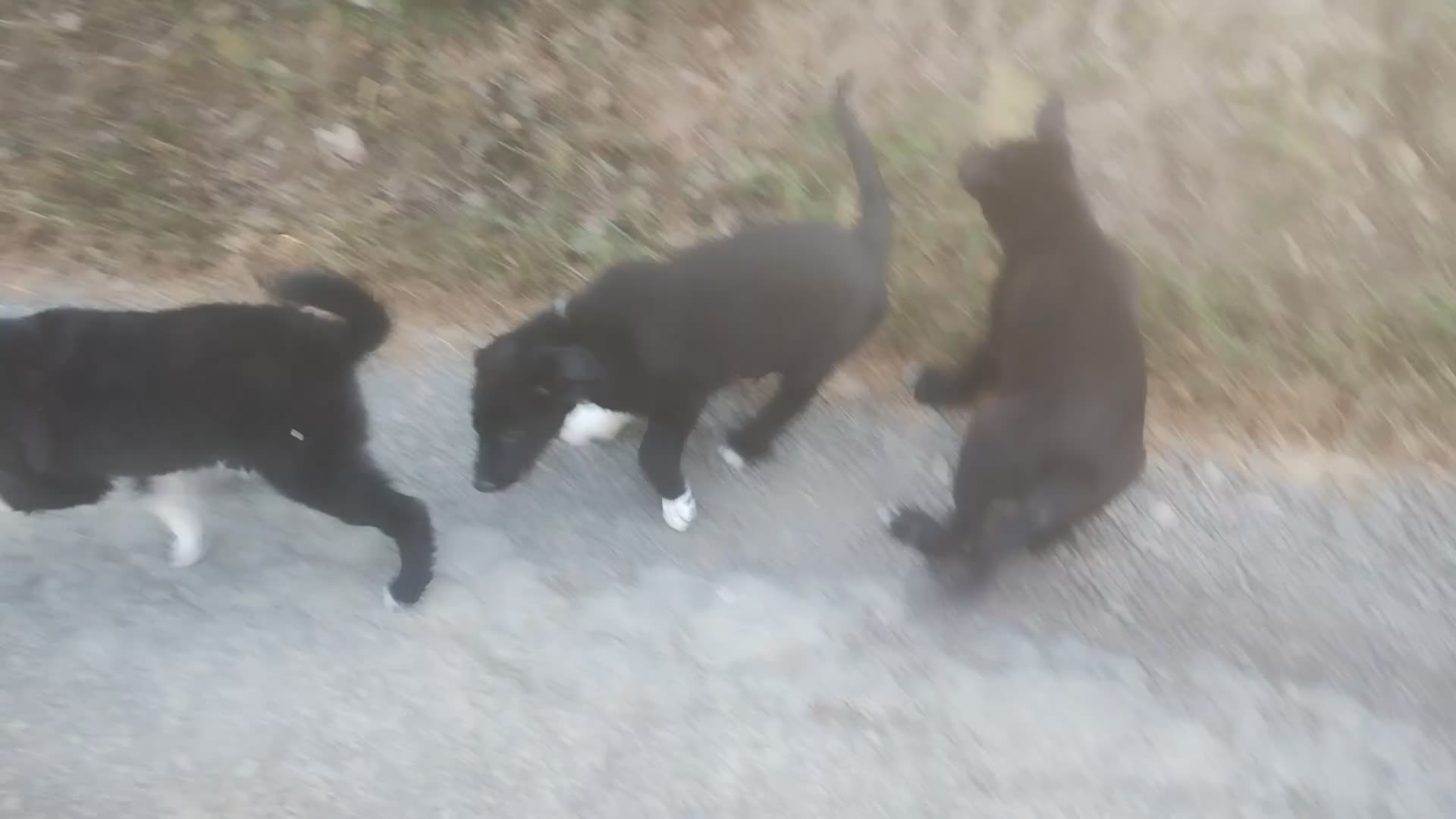 Border Collie dogs for sale: Traditional Border Collie Puppies - Video 4
