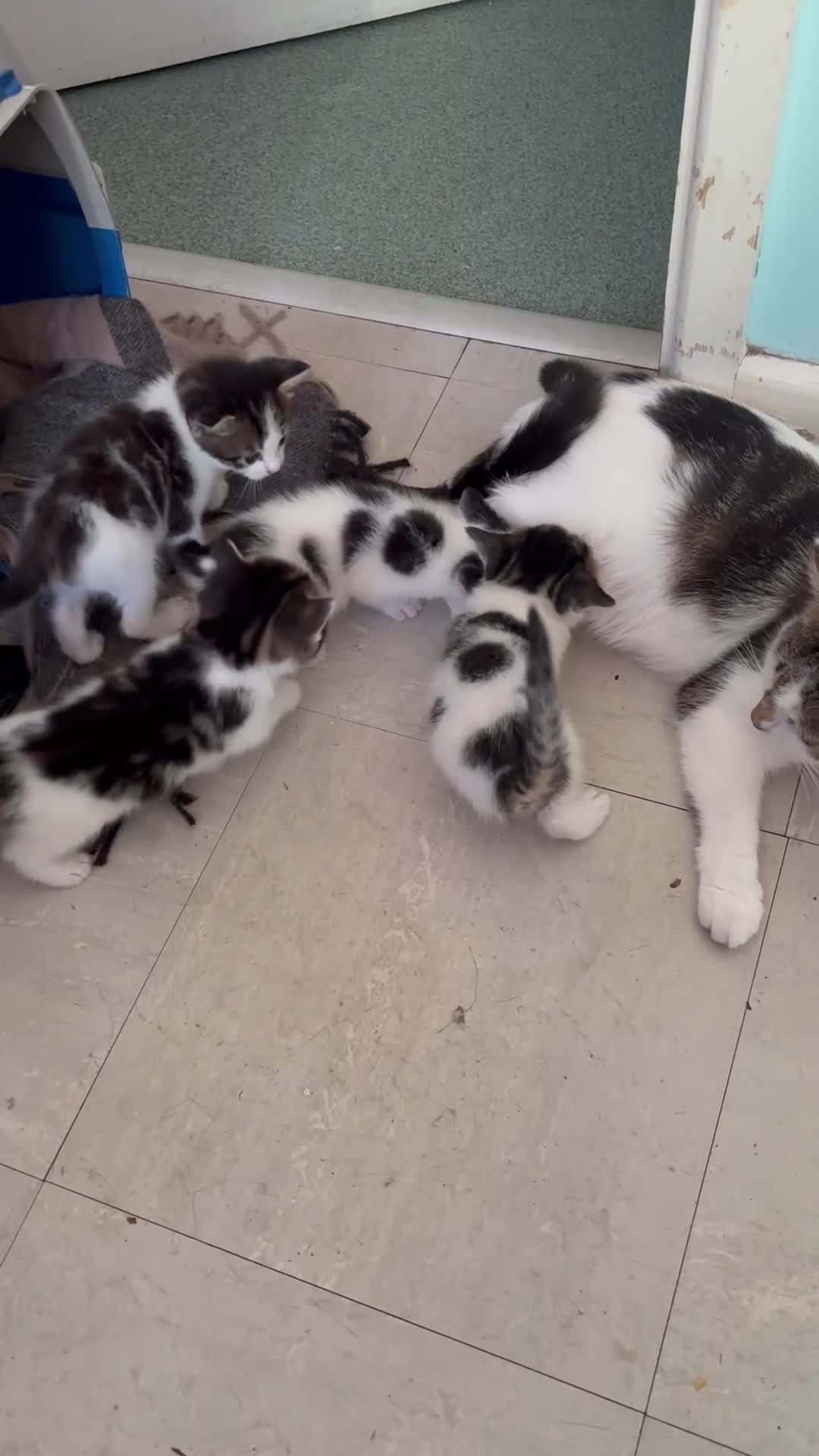 British Shorthair cats for sale: Ready to good home  - Video 1