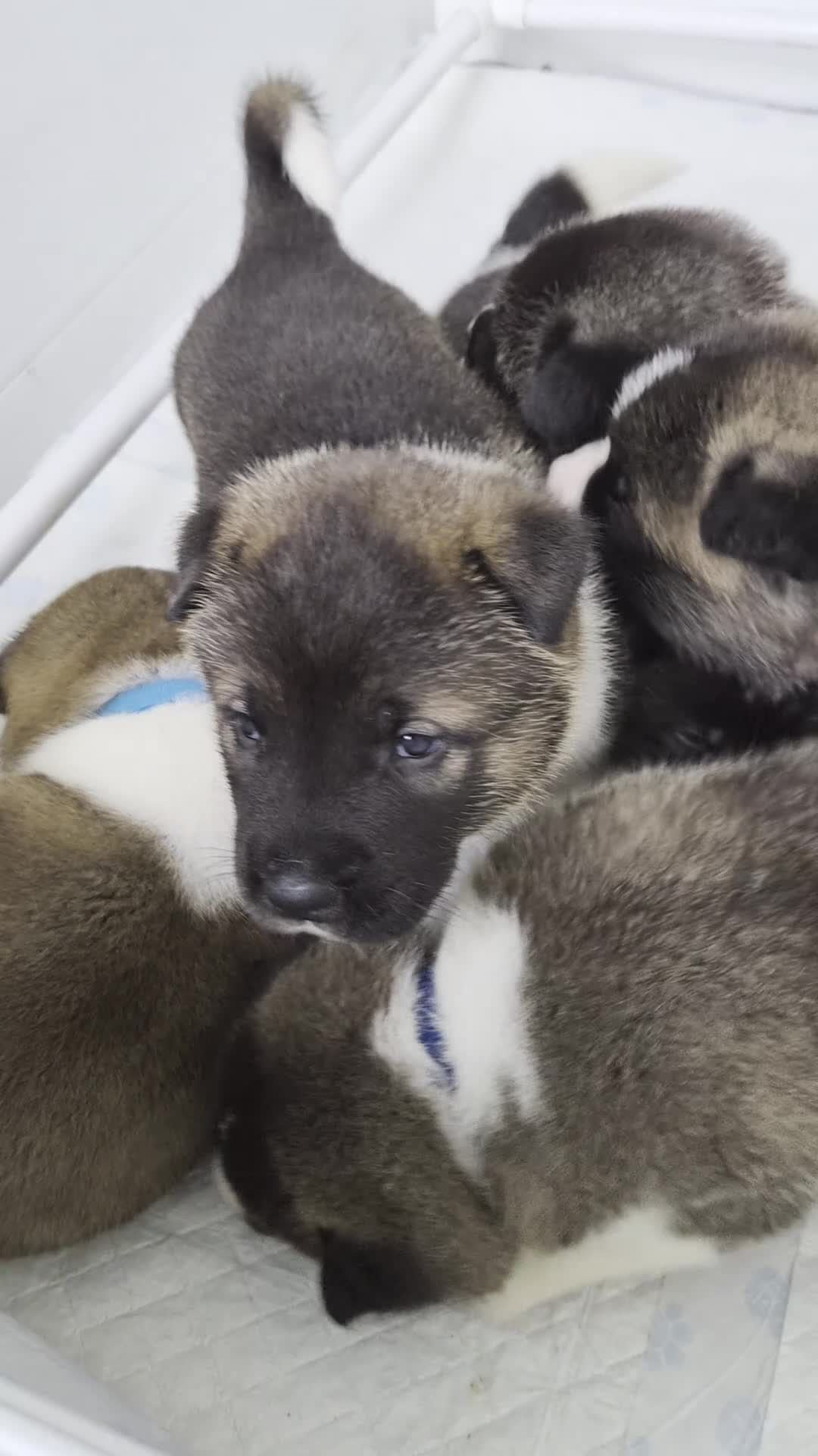 Akita dogs for sale: 🐻 Stunning American Akita Puppies 🐶  - Video 2