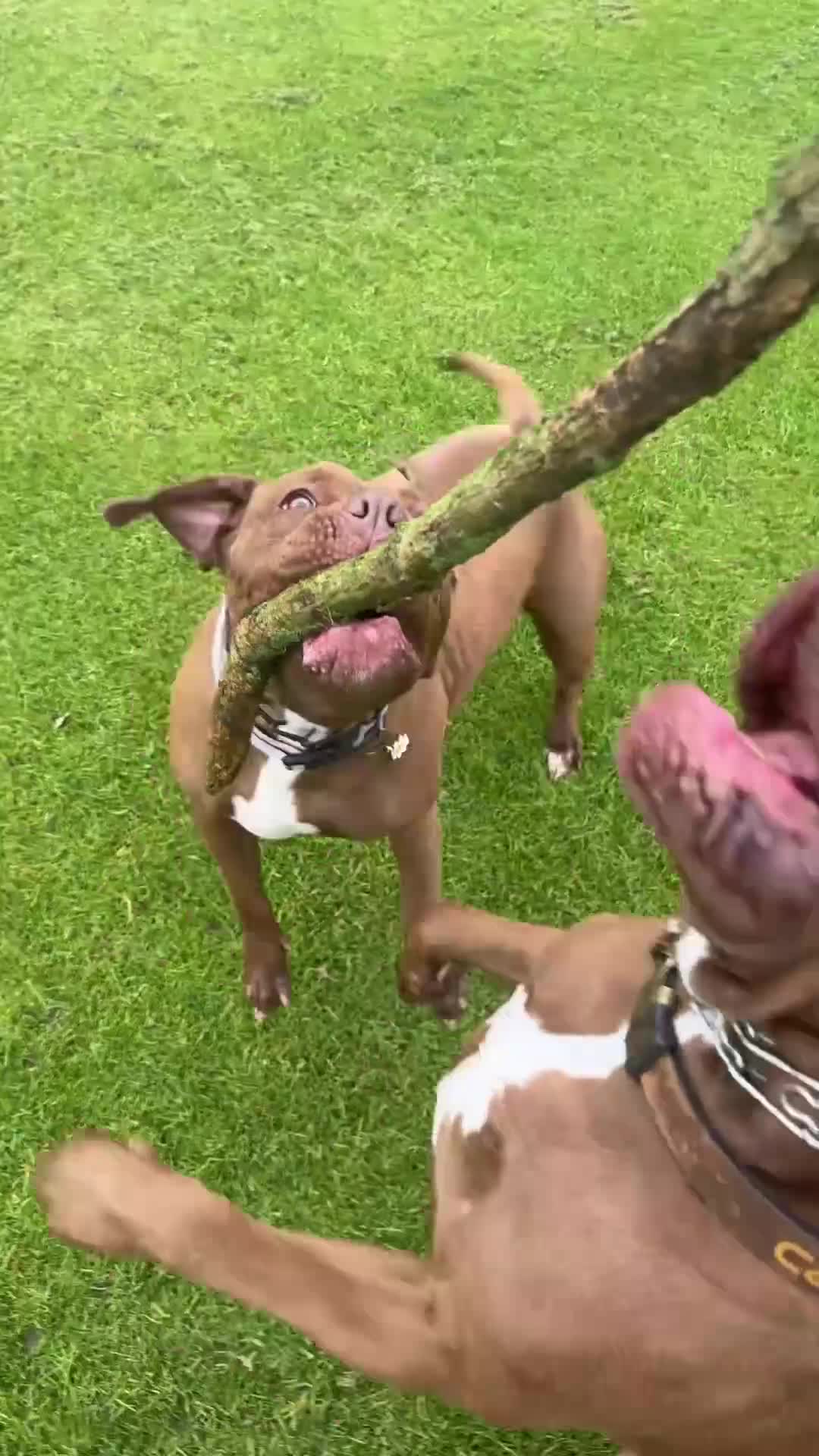 Mixed Breed dogs for sale: 15 month Dogue de Bordeaux x American bully female - Video 1