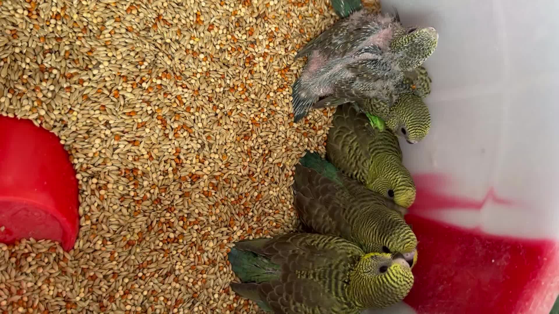 Budgerigars birds for sale: BEAUTIFUL 🤩 BUDGIES BW/SPLIT BF - Video 1