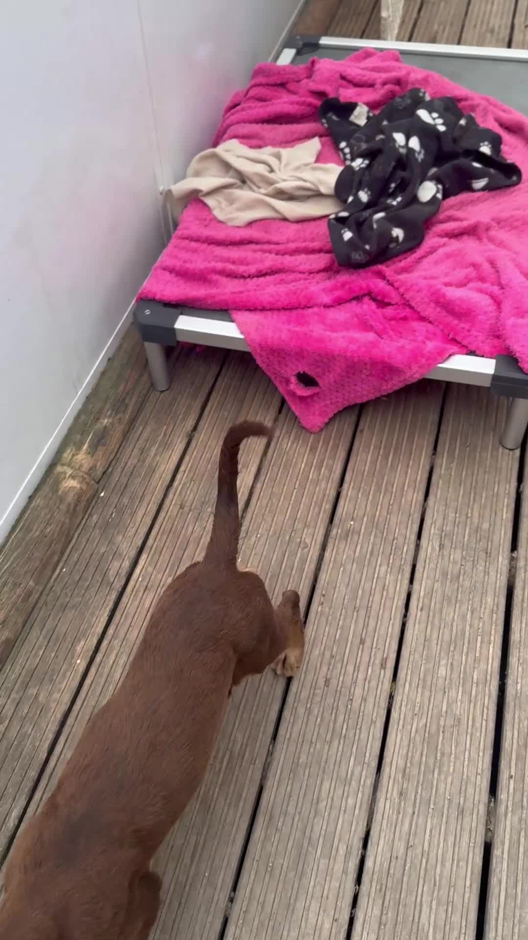 Sprocker dogs for sale: Stunning rare Sable girl :DNA clear parents - Video 1