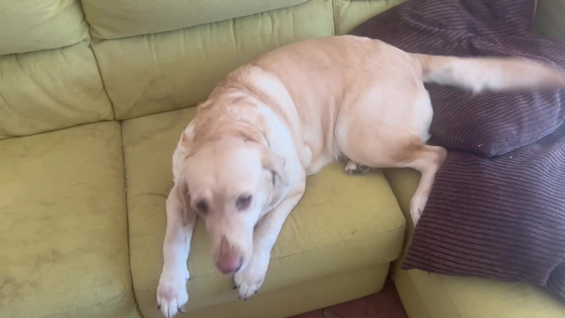 Labrador Retriever dogs for sale: Labrador Retriever - Emotional Support dog  - Video 2