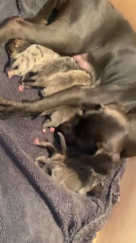 Cane Corso dogs for sale: Cane corso champion bloodline pups  - Video 1