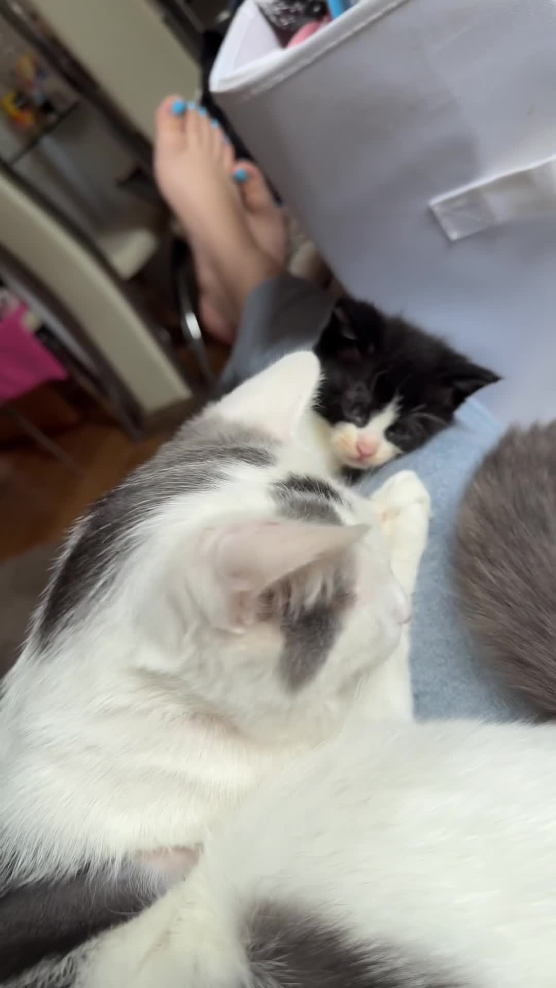 Mixed Breed cats for sale: Snowshoe kittens  - Video 4