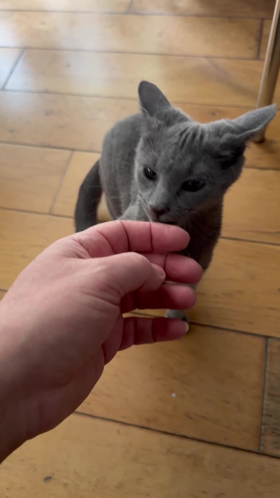 Russian Blue cats for sale: 🐾 Loving Home Needed for a Special Russian Blue🐾 - Video 3