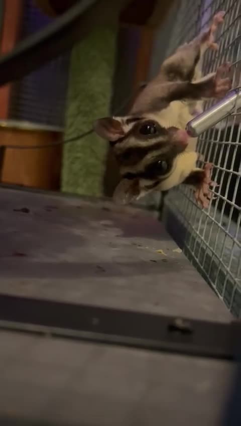 Sugar Glider rodents for sale: Two gorgeous sugar gliders - Video 2