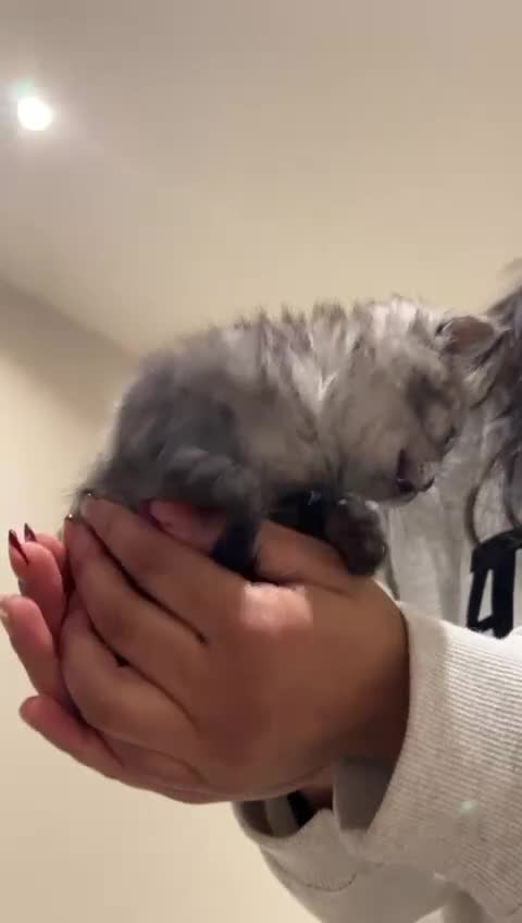 Mixed Breed cats for sale: Female kitten half Short hair & half Persian  - Video 1