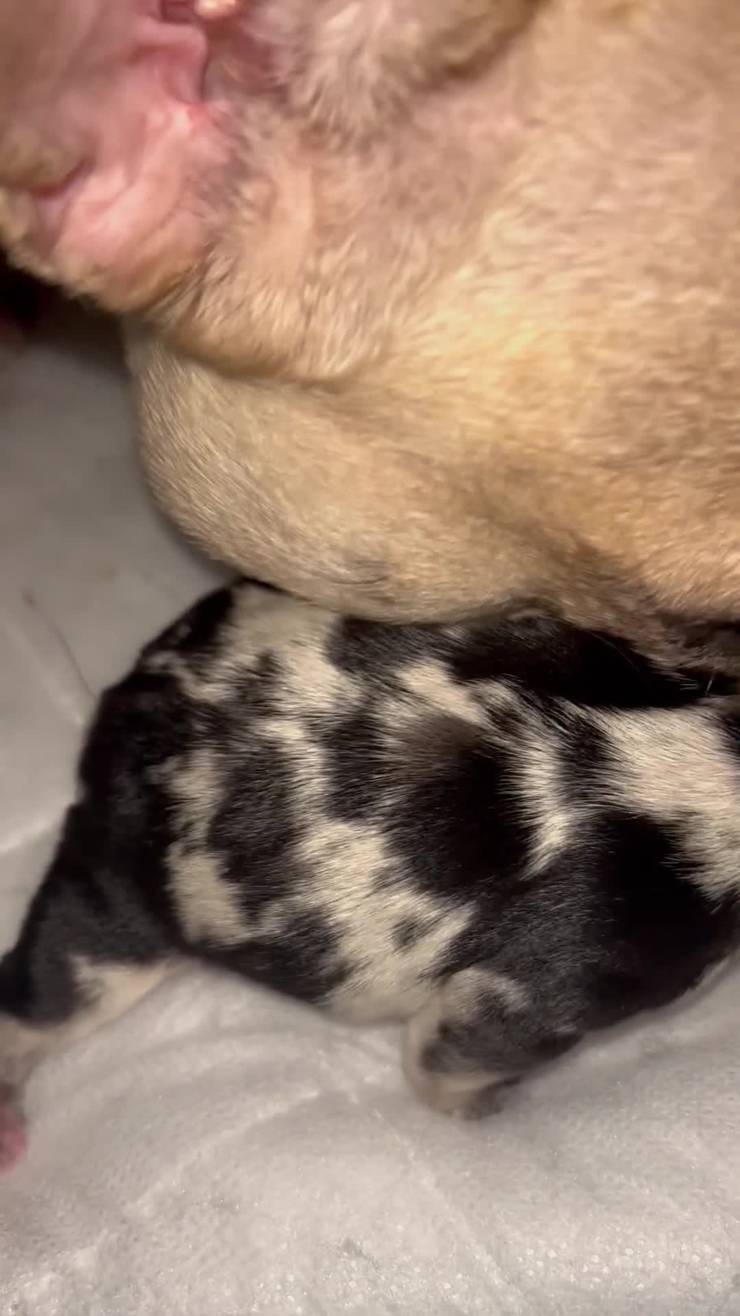 French Bulldog dogs for sale: Gorgeous French bulldogs  - Video 4