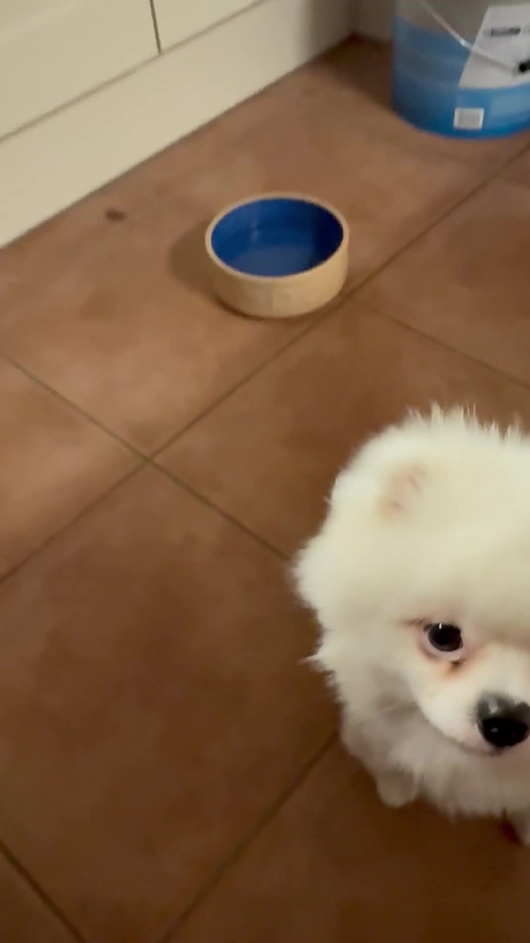 Pomeranian dogs for sale: Male Pomeranian for sale he is Kc  - Video 1