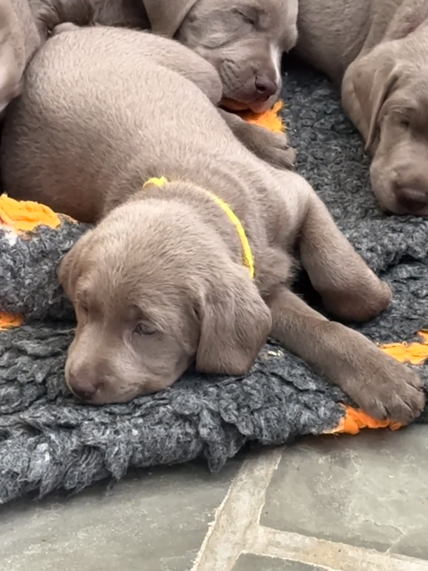 Labrador Retriever dogs for sale: Puppies now sold pending collection  - Video 1
