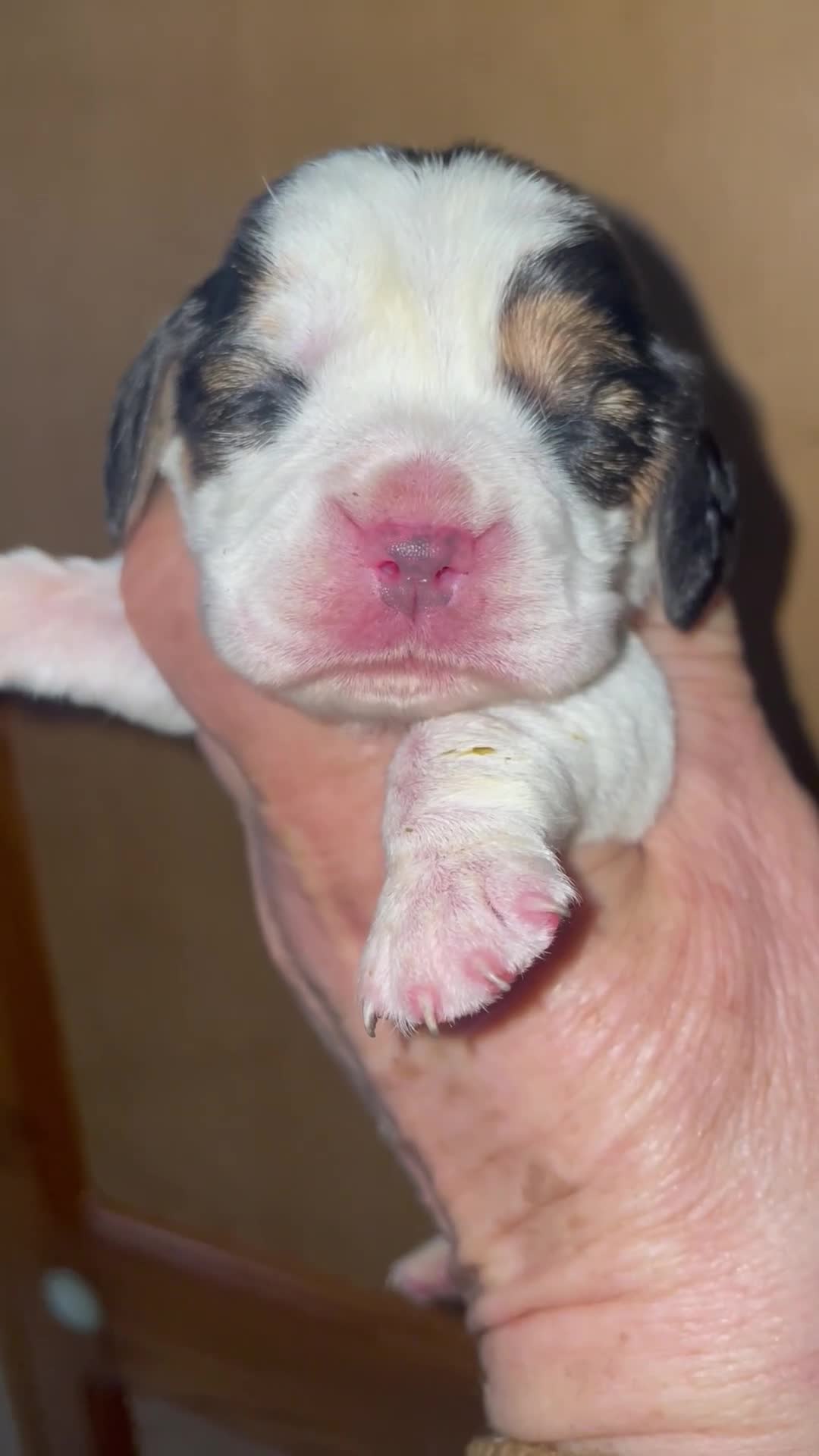 Beagle dogs for sale: TOP KC REG PUps READY  APRIL 5⭐️ lic  - Video 1