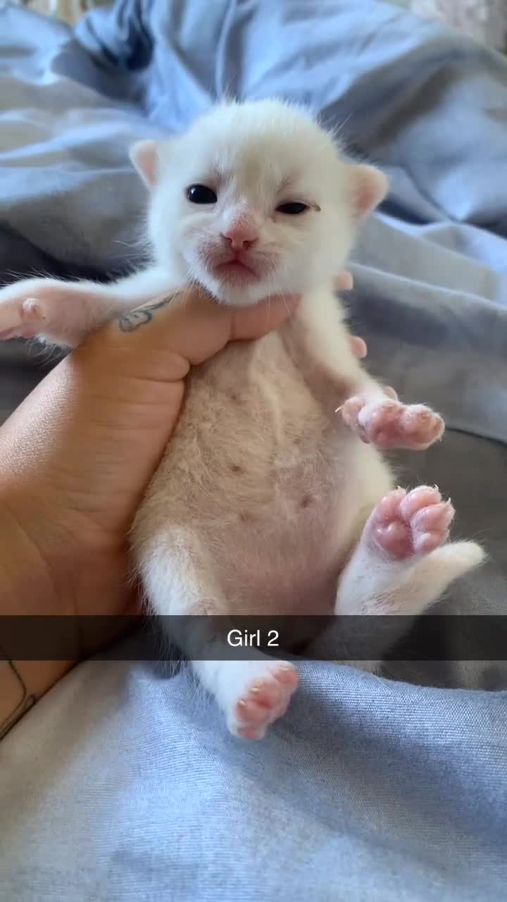 Mixed Breed cats for sale: Kieetens for sale  - Video 3
