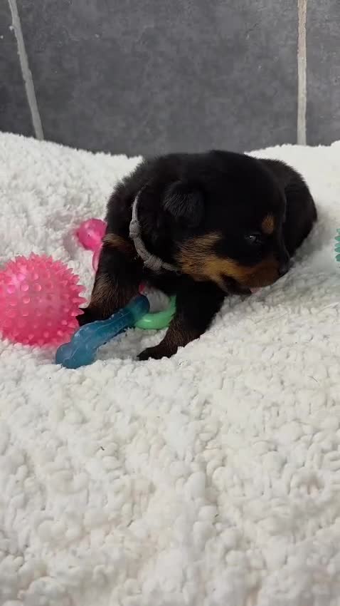 Rottweiler dogs for sale: Gorgeous Rottweiler Puppies  - Video 2