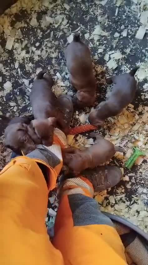Patterdale Terrier dogs for sale: 🐾 WorkingLine Patterdale Terrier Pups– 28th june - Video 3
