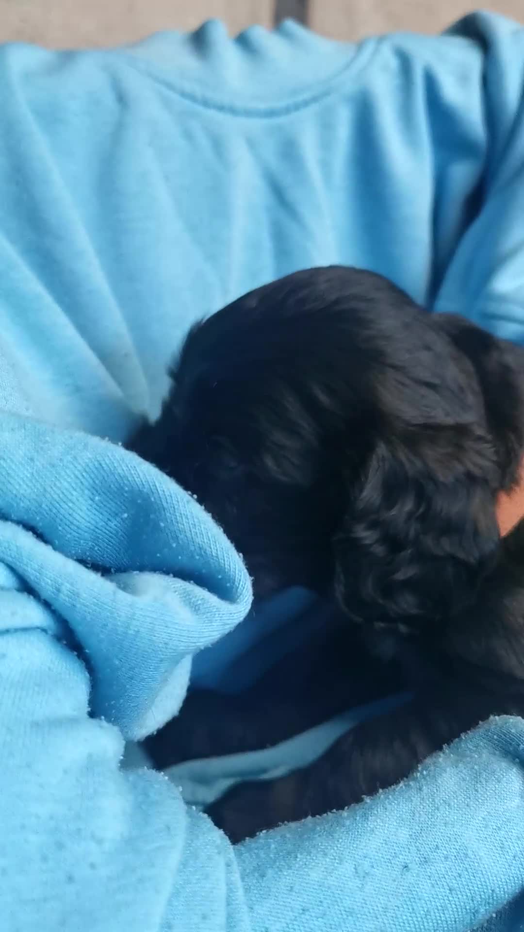 Cocker Spaniel dogs for sale: Adorable Cocker Spaniels  - Video 2