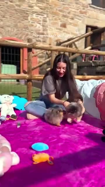 Pomeranian dogs for sale: Adorable Pomeranian Puppies for Sale. - Video 1