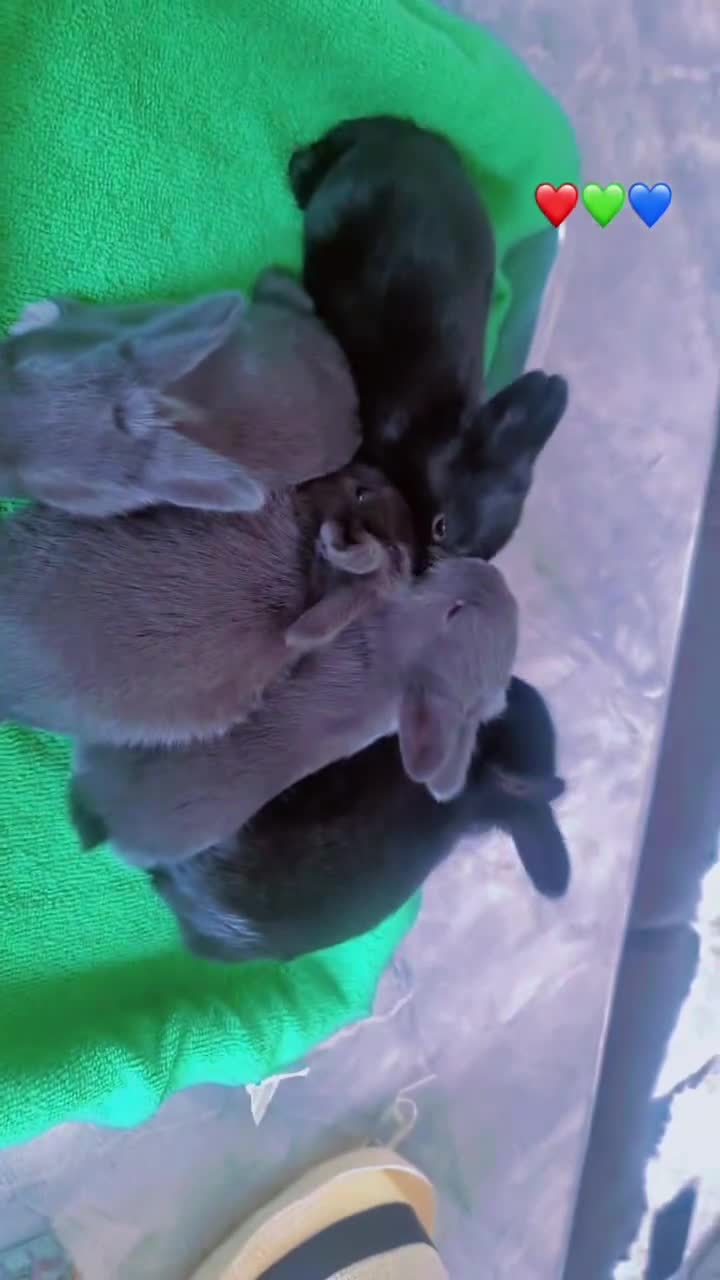 Alaska rabbits for sale: 6 Alaskan baby bunnies - Video 1