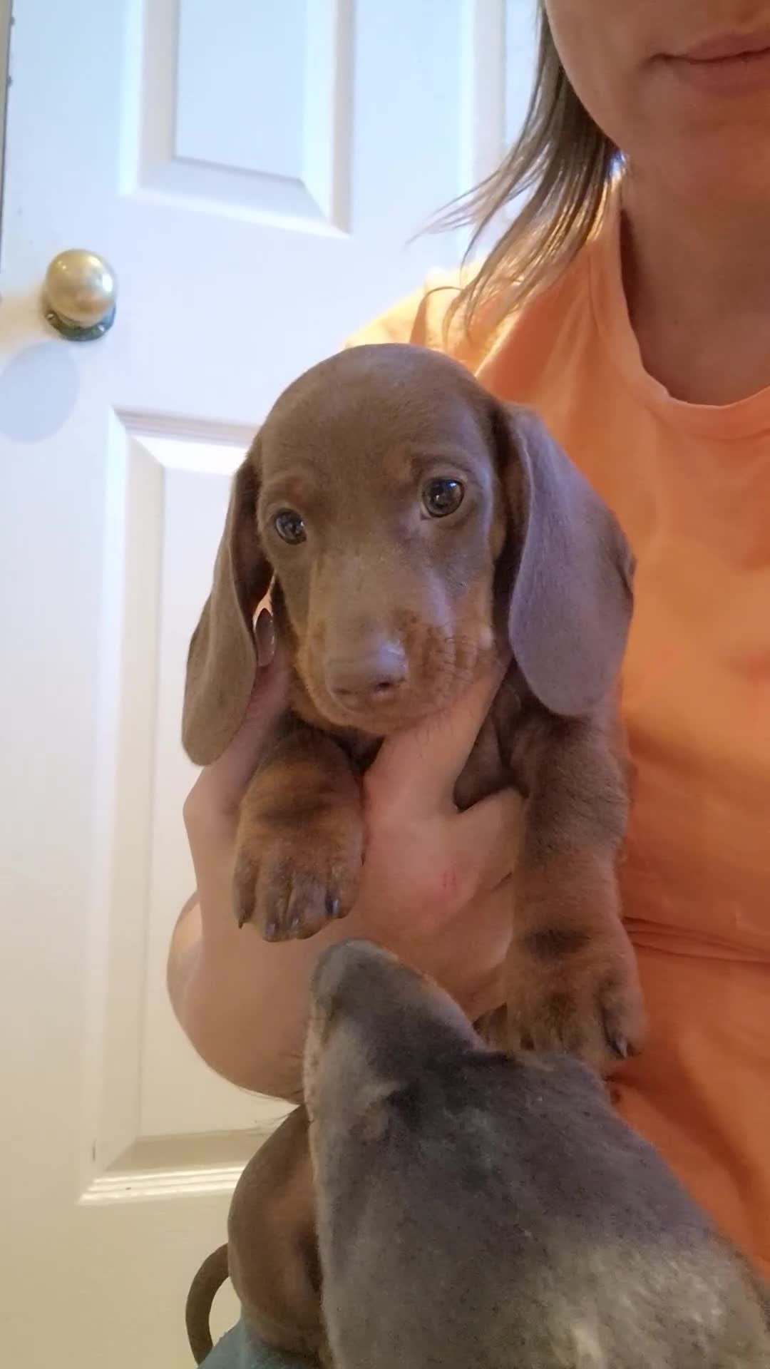 Dachshund dogs for sale: Standard Dachshund Show-quality Puppies - Video 3