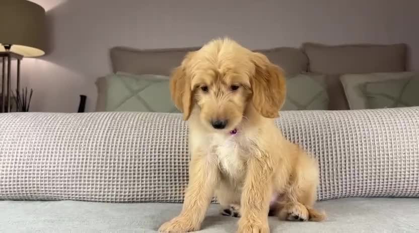 Goldendoodle dogs for sale: ABSOLUTELY GORGEOUS DOODLES  - Video 2