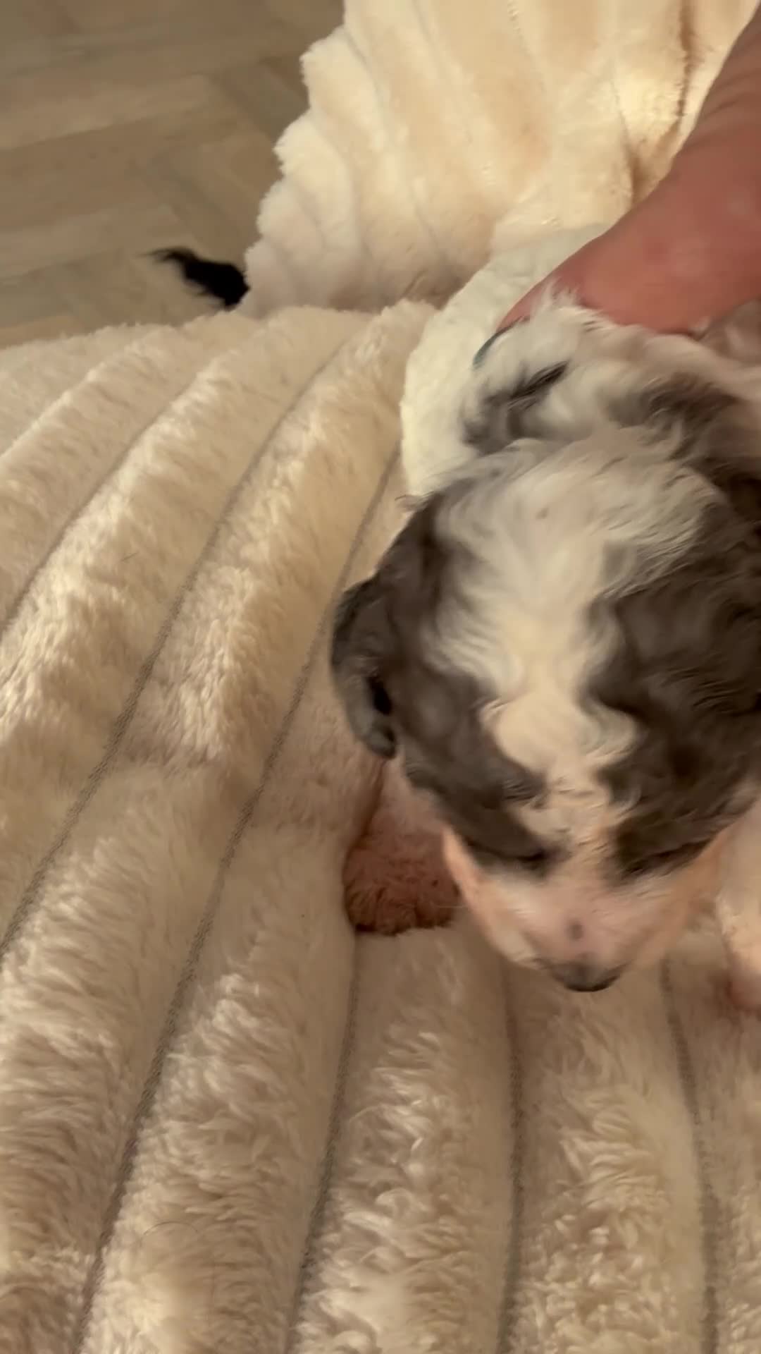 Cockapoo dogs for sale: Beautiful F2b Cockapoo Pups 1F roan available - Video 4