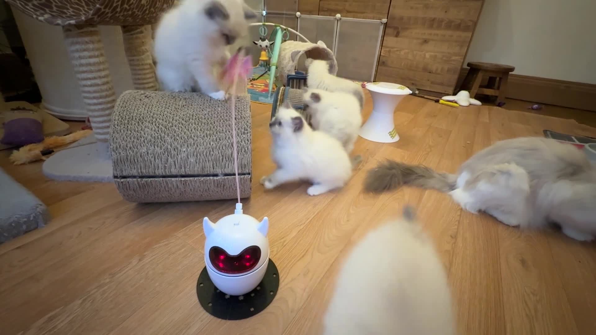 Ragdoll cats for sale: GCCF Registered Ragdoll Kittens - Video 1