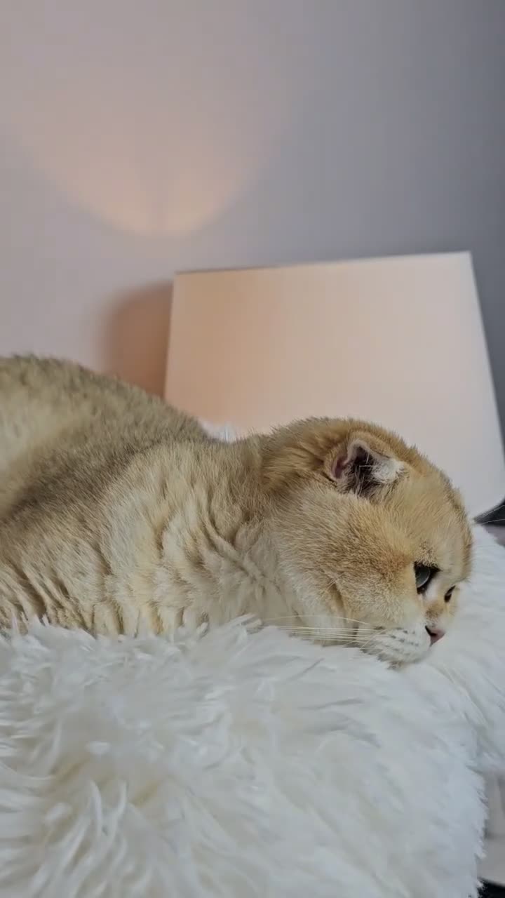 British Shorthair cats for sale: Rehoming  - Video 2