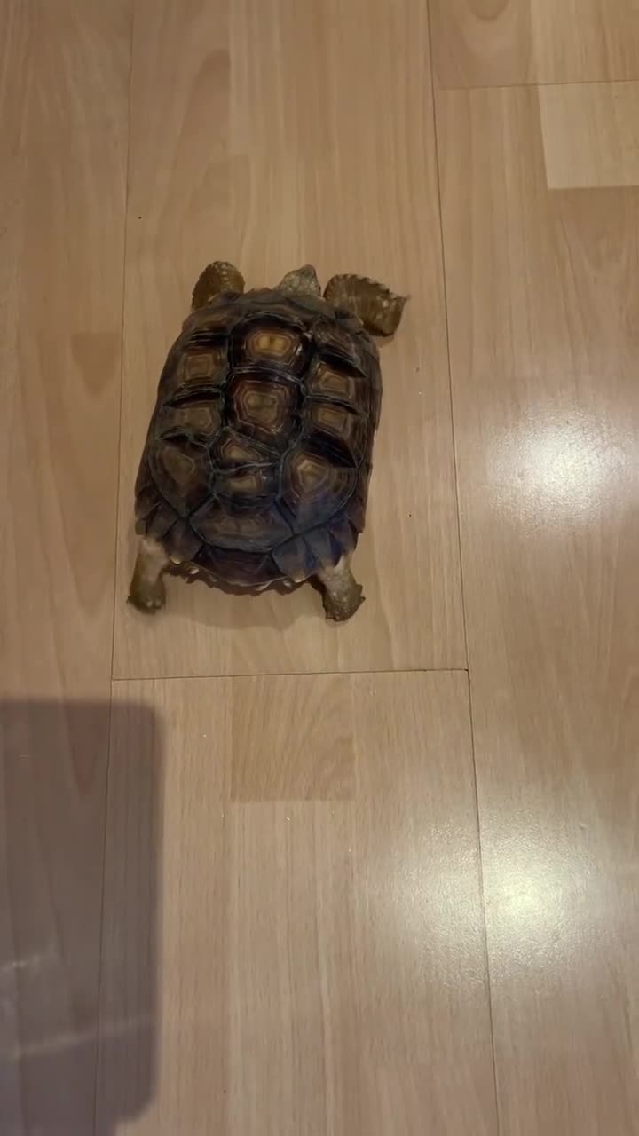 Tortoise reptiles for sale: Sulcata tortoise in Manchester - Video 1