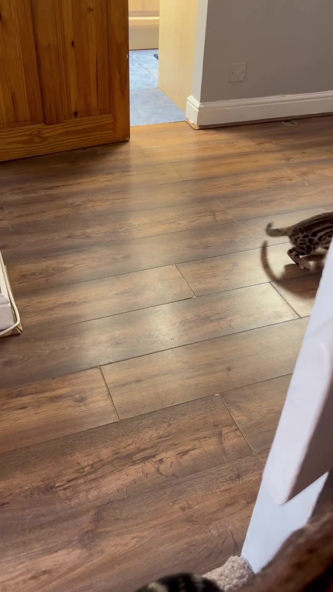 Bengal cats for sale: Available Pure Bengal kittens now! ♥️ - Video 2