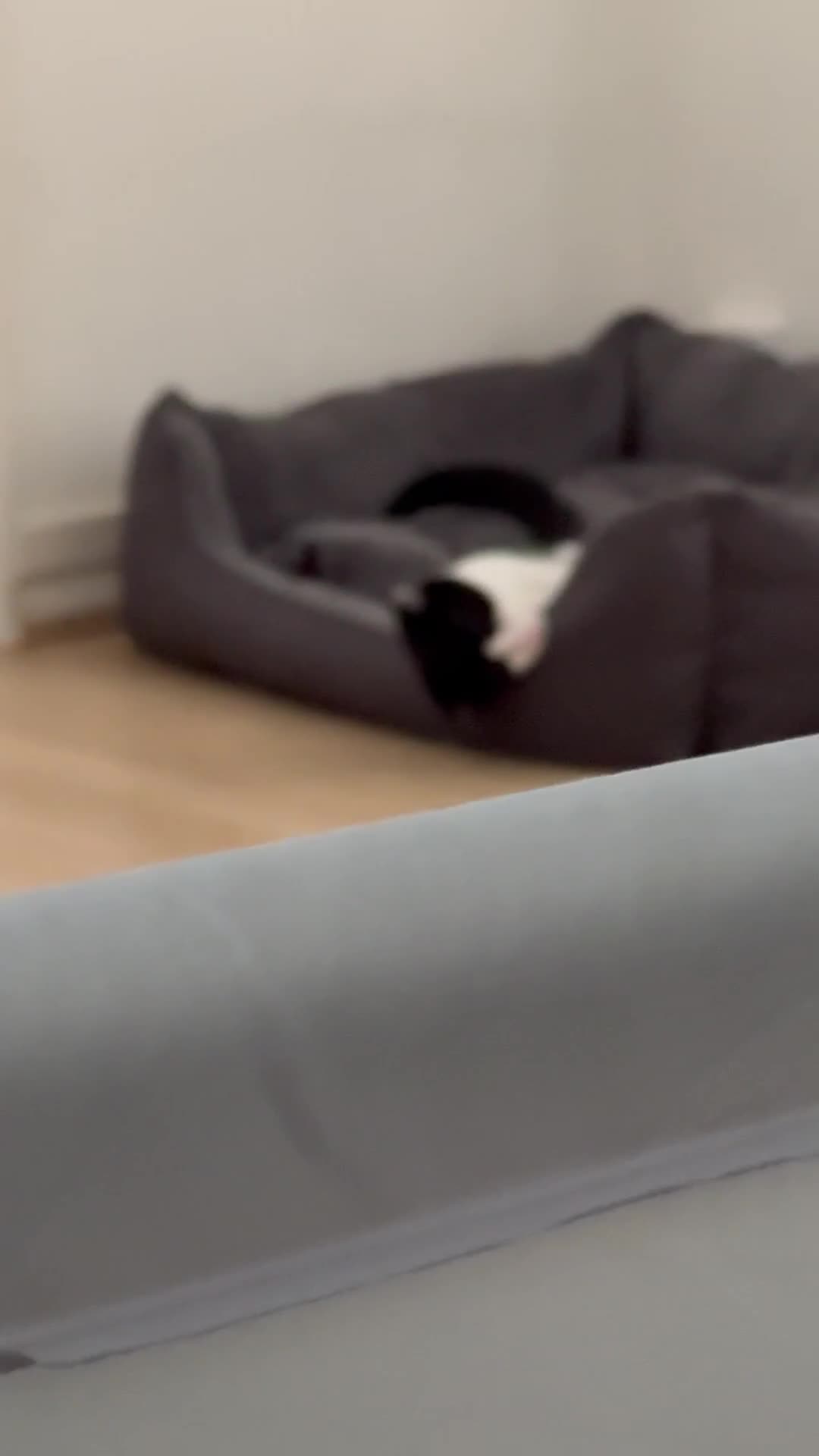 Mixed Breed cats for sale:  Loving Home Wanted for 2 Black & White Cats in Enfield - Video 3