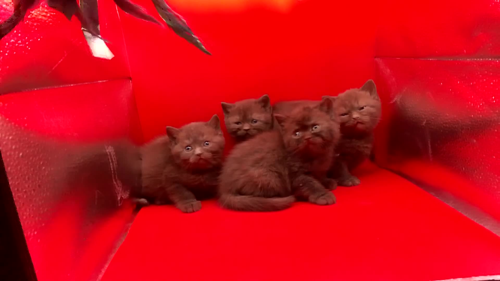British Shorthair cats for sale: Pedigree Chocklate cinnamon British short hair  - Video 2