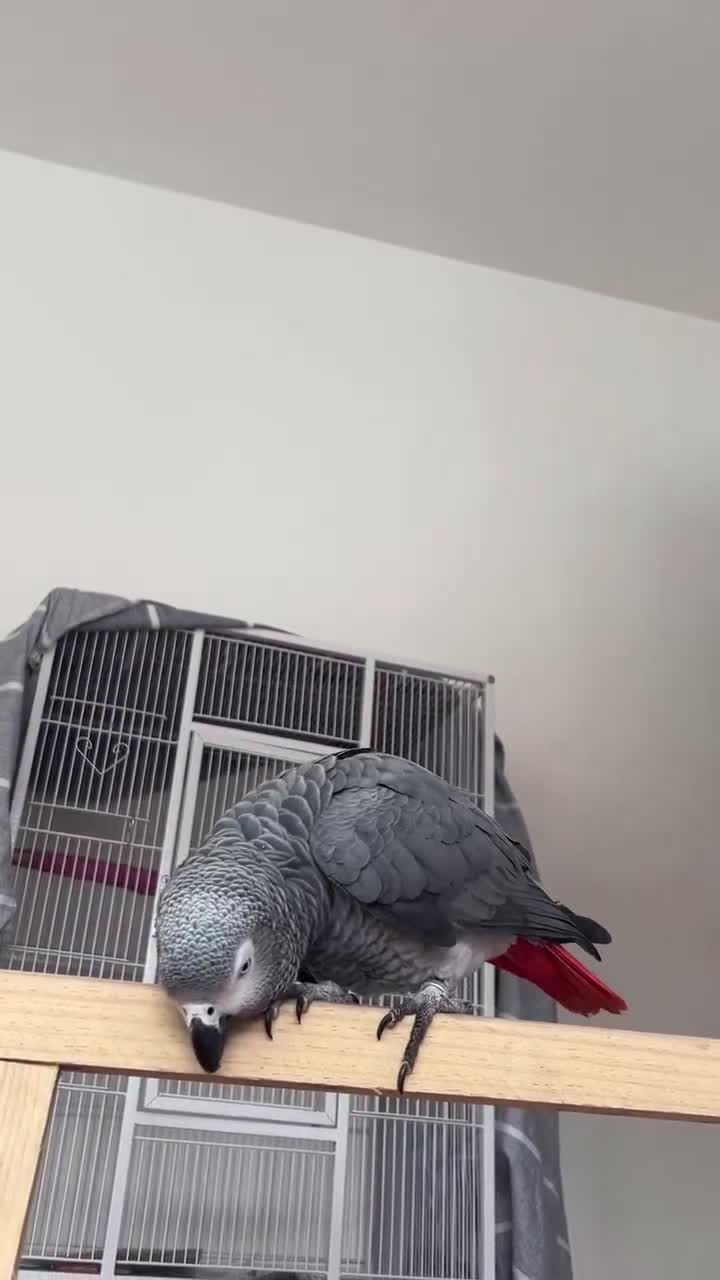 Macaws birds for sale: Purebred African Grey - Video 1