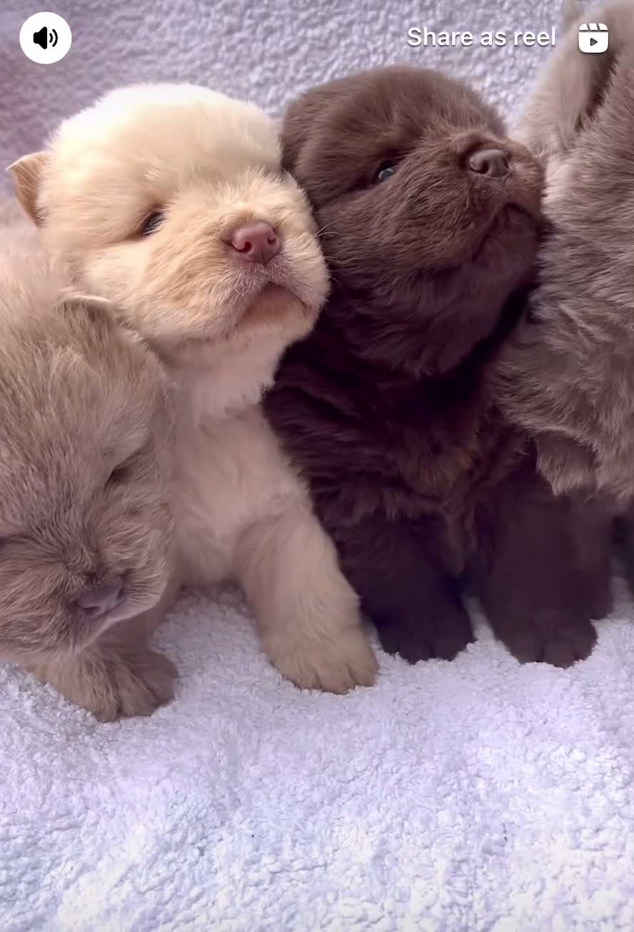 Chow Chow dogs for sale: READY TO LEAVE🏡 OUTSTANDING KC CHOWS🐻 - Video 2