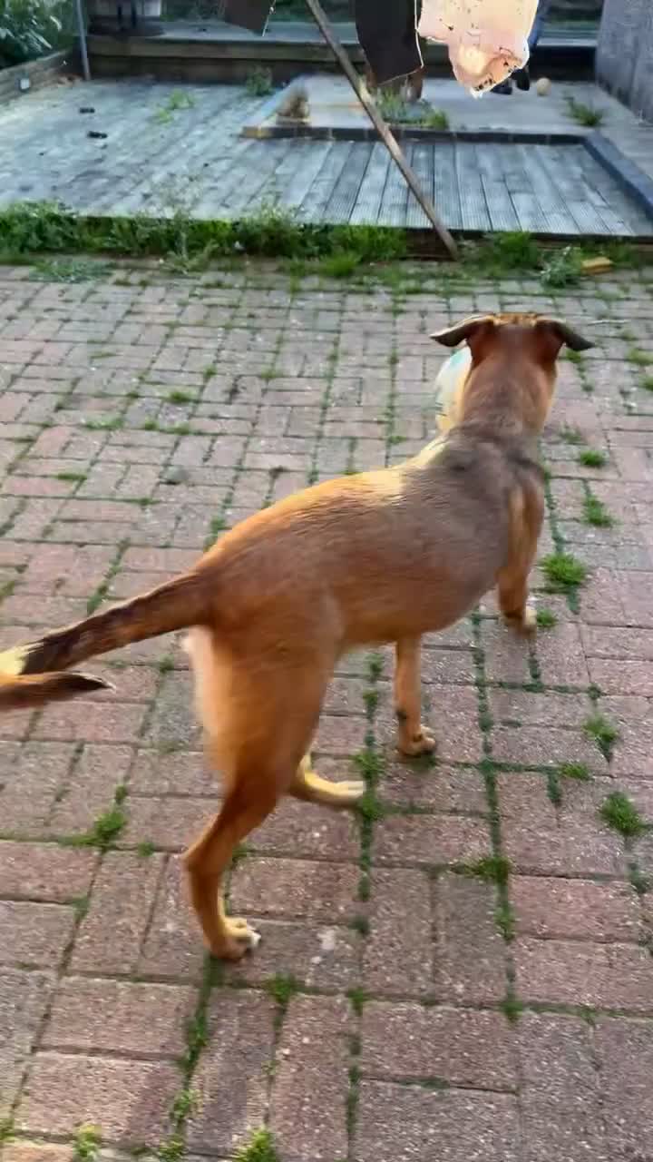 Mixed Breed dogs for sale: URGENT REHOME. Beautiful 6 month Belgian malinois  - Video 1