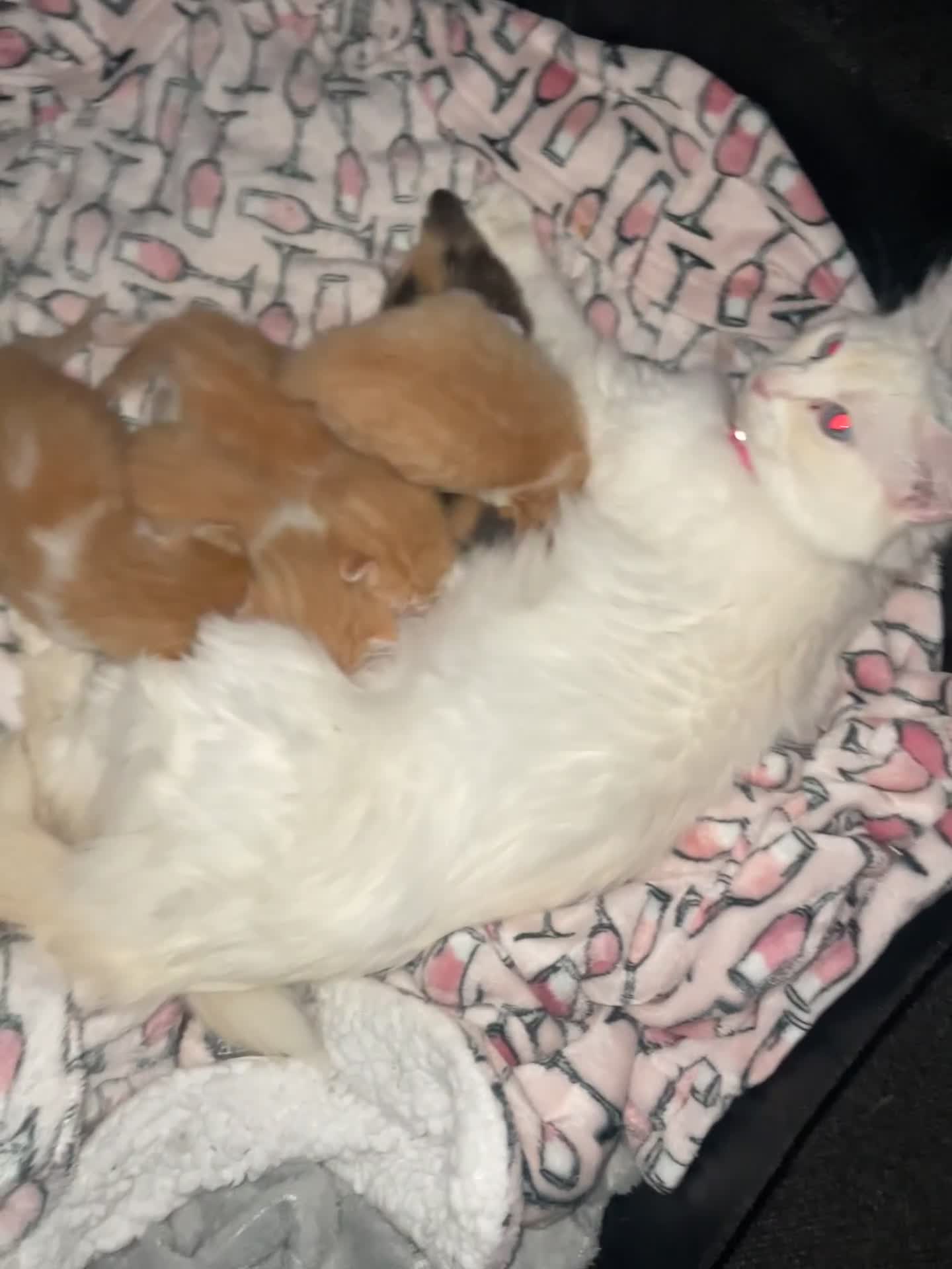 Ragdoll cats for sale: Ragdoll Kittens  - Video 1