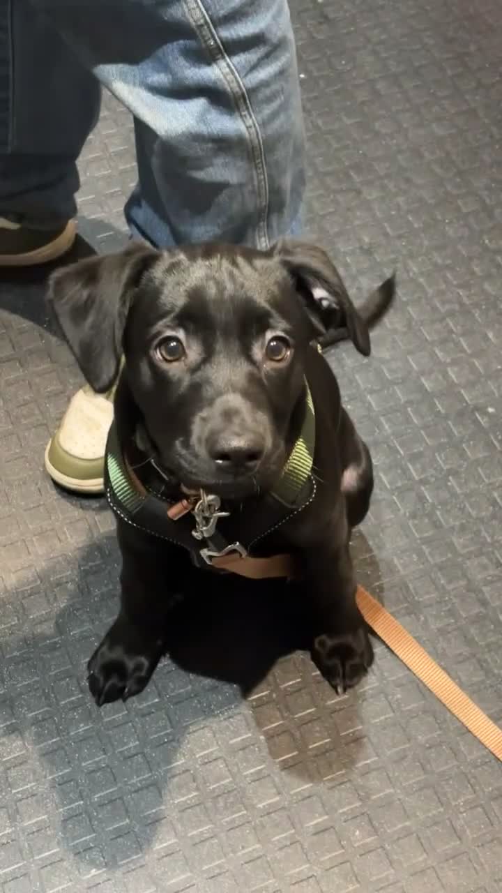 Labrador Retriever dogs for sale: 15 Week Old Black Labrador  - Video 1