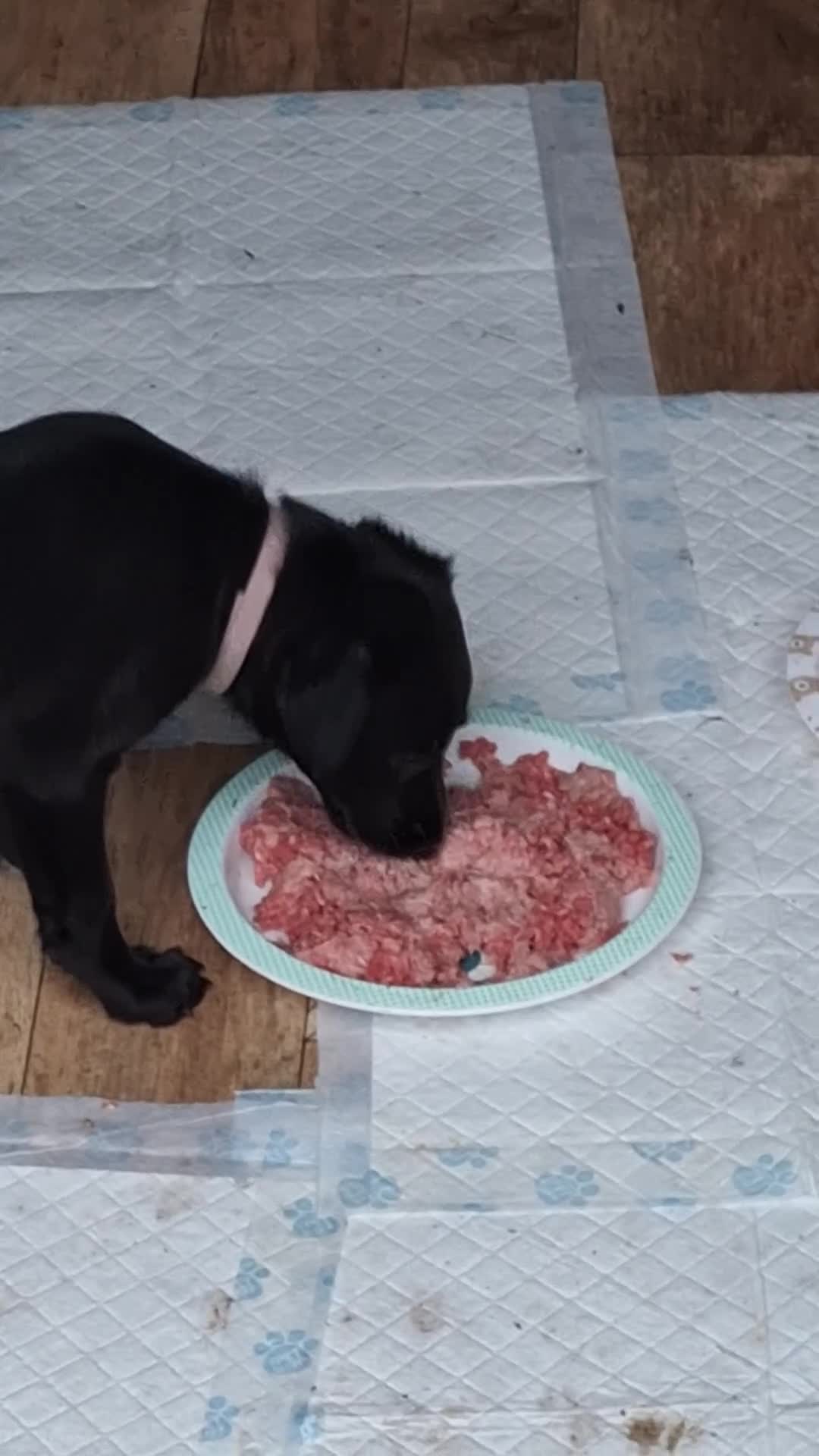 Mixed Breed dogs for sale: Collie cross - Video 1