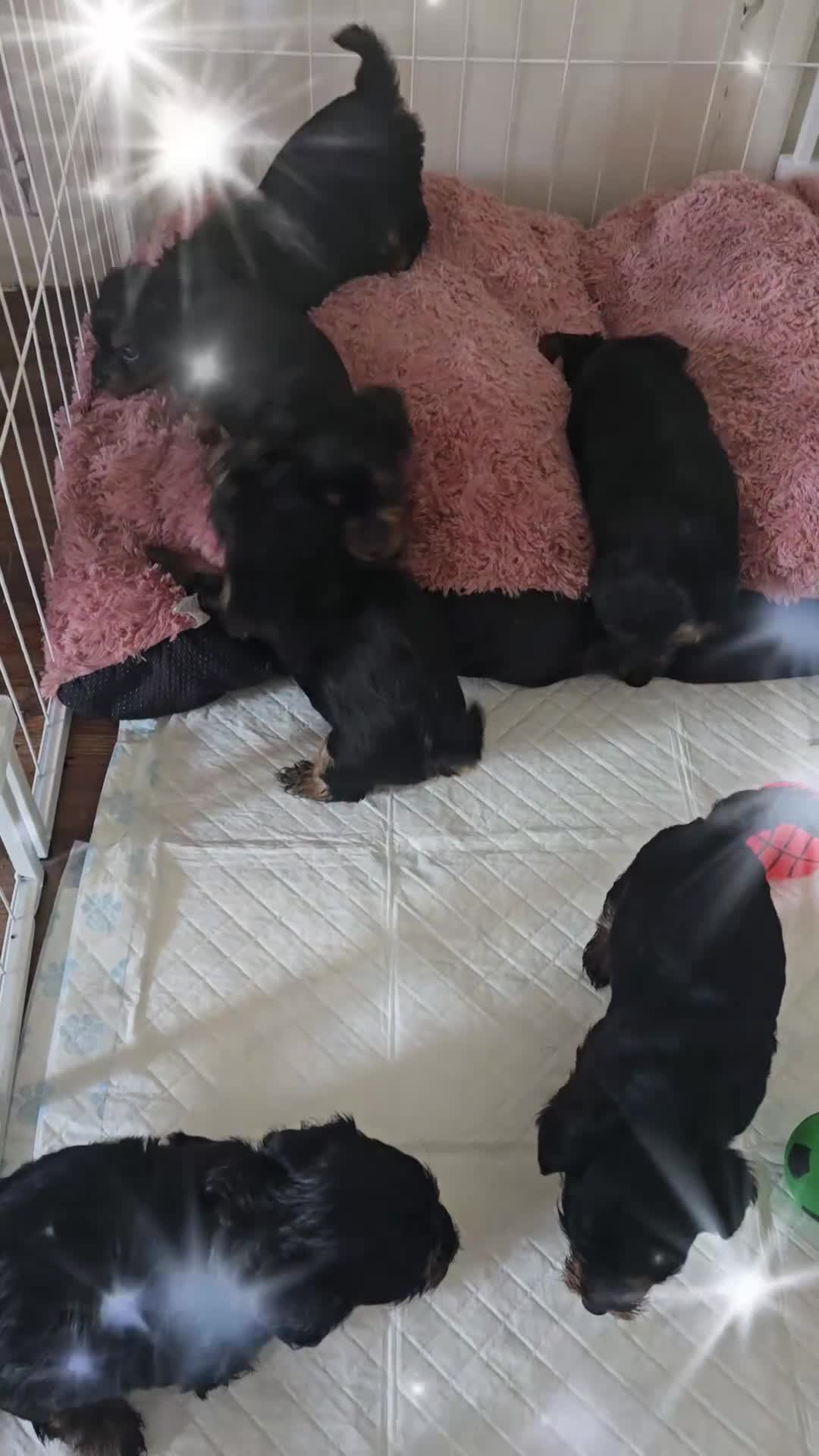 Yorkshire Terrier dogs for sale: Yorkshire Terrier pups ready 24th June  - Video 3