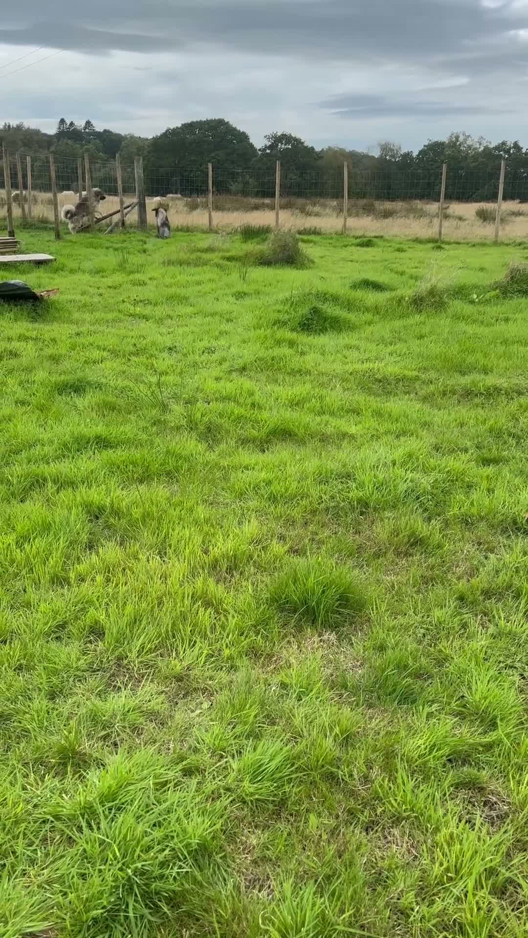 Caucasian Shepherd Dog dogs for sale: Caucasian shepherd pups. Final litter - Video 2