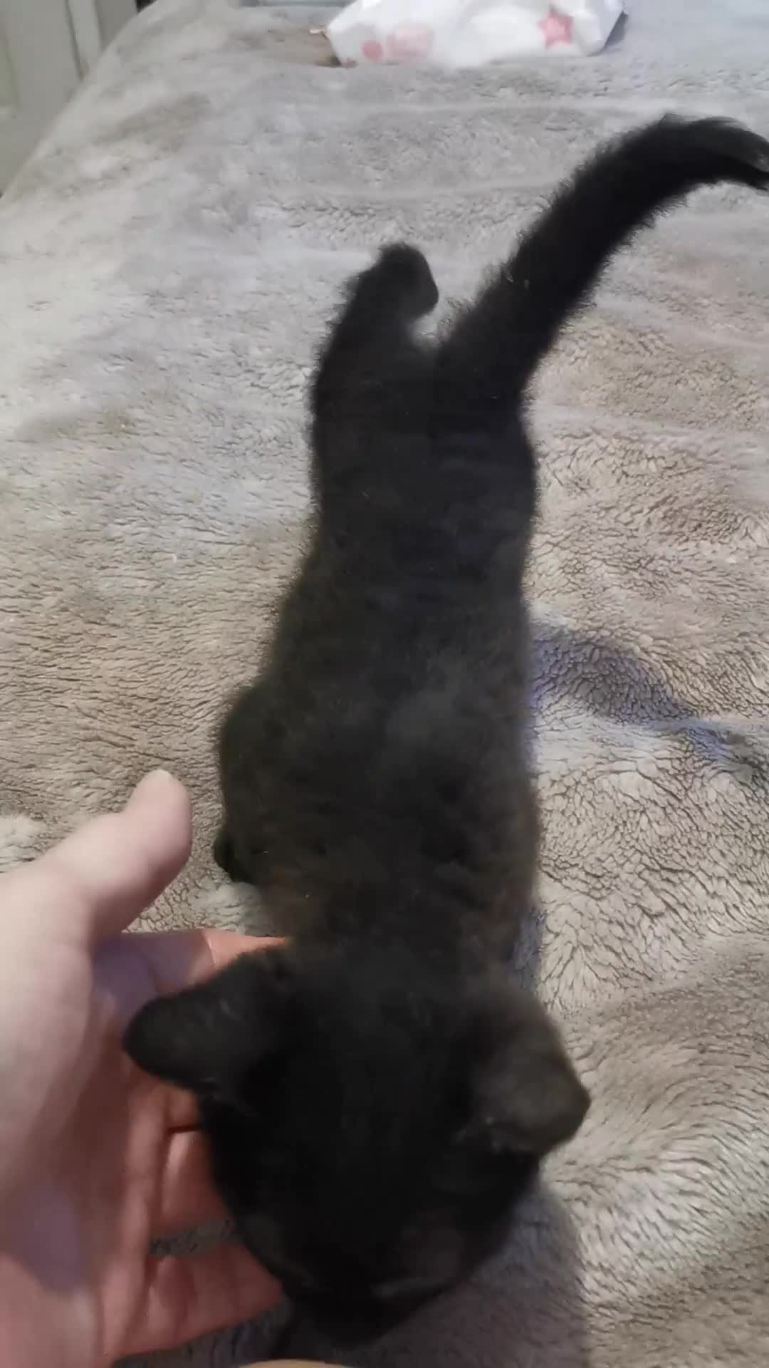 Mixed Breed cats for sale: Maine coon cross kittens for sale.  - Video 1