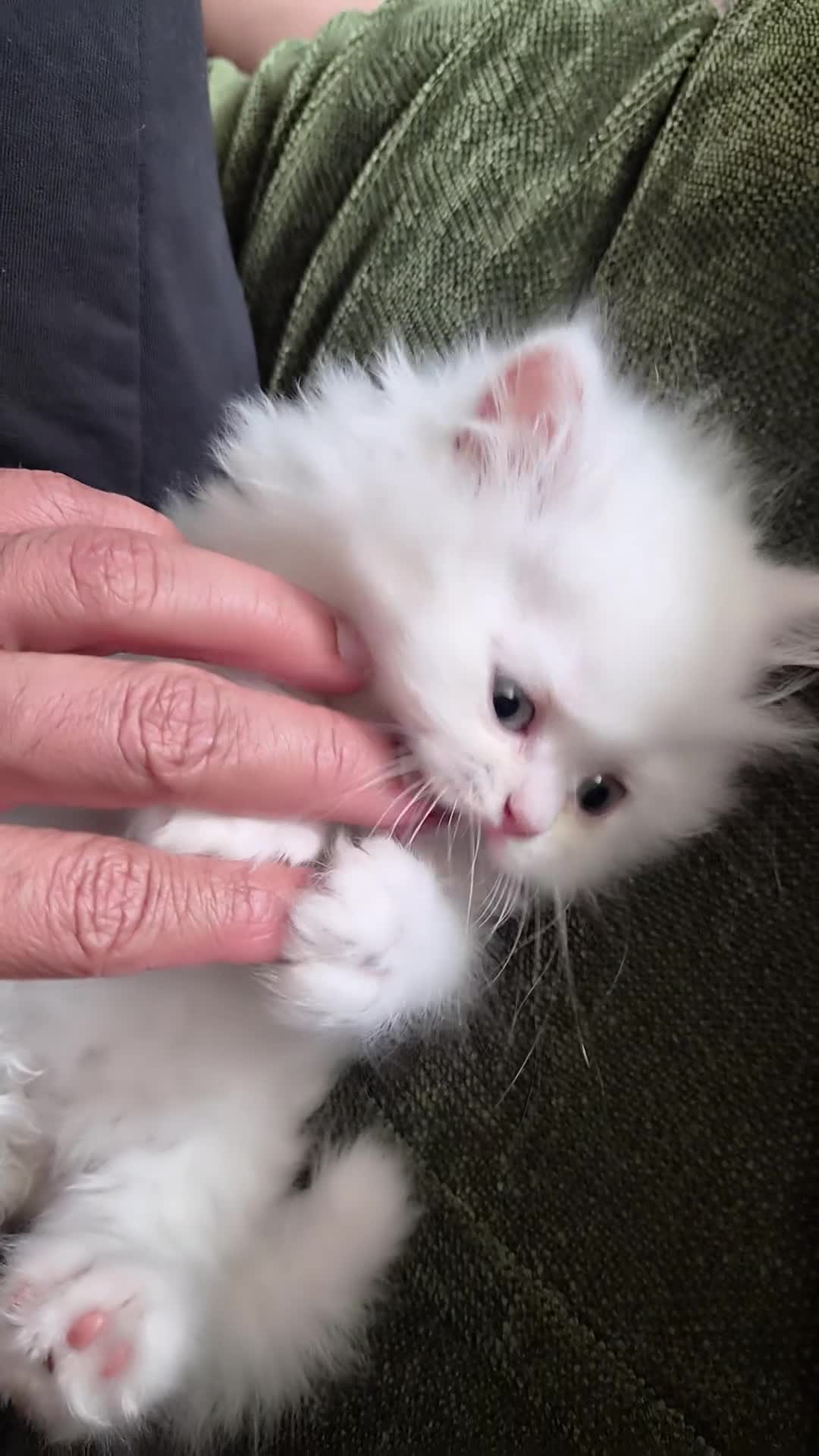 Persian cats for sale: Pedigree Persian doll face girl - Video 1