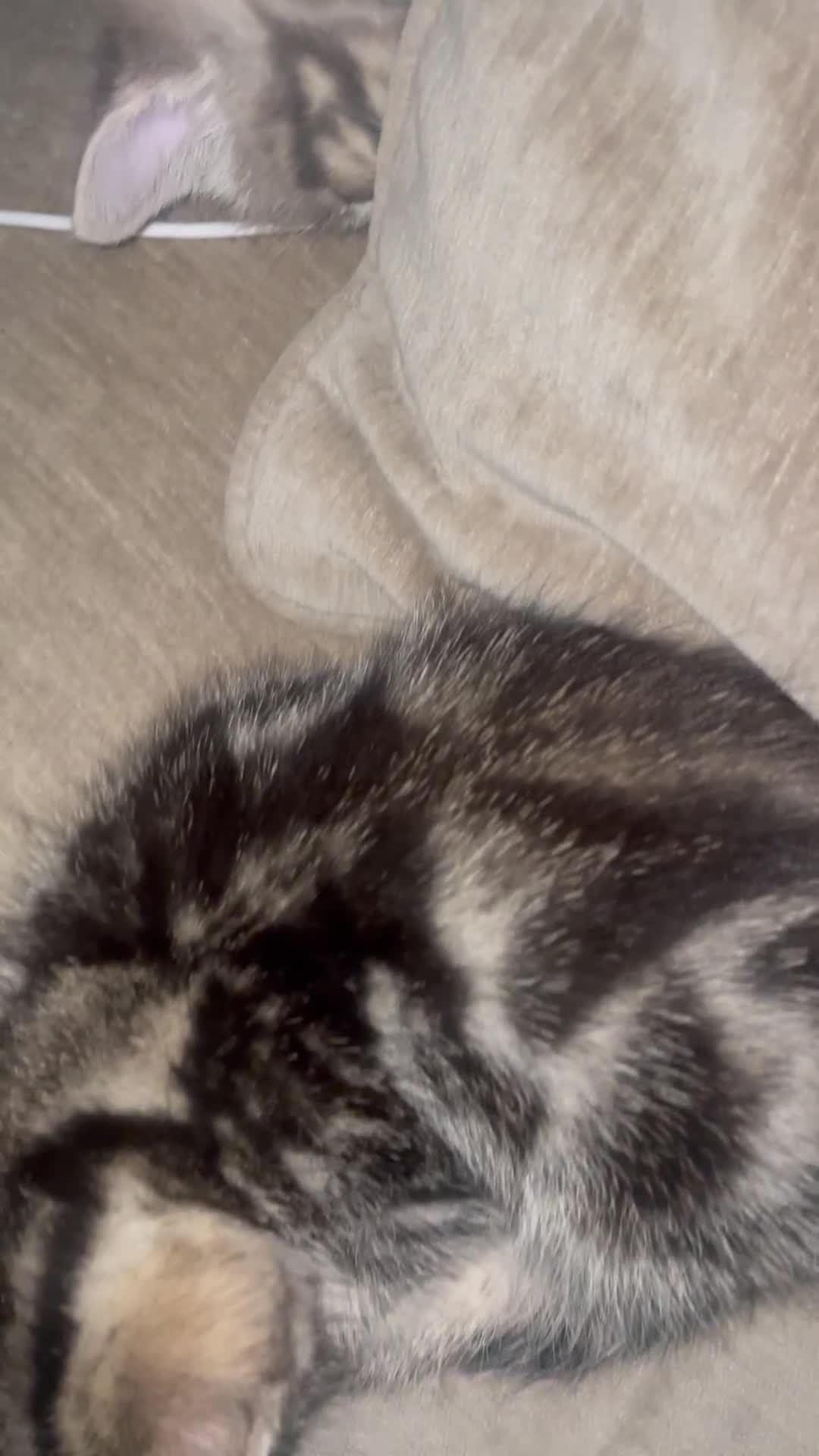 Mixed Breed cats for sale: Mixed breed ragdoll & tabby kittens - Video 2