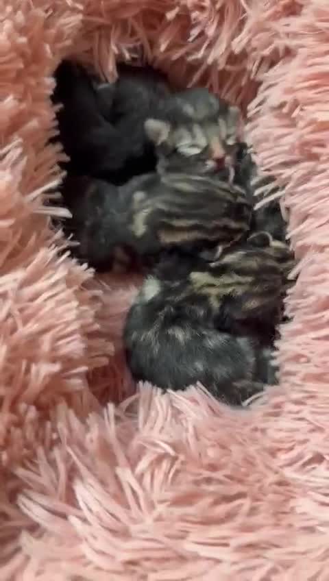 Maine Coon cats for sale: Maine coon x kittens for sale - Video 1